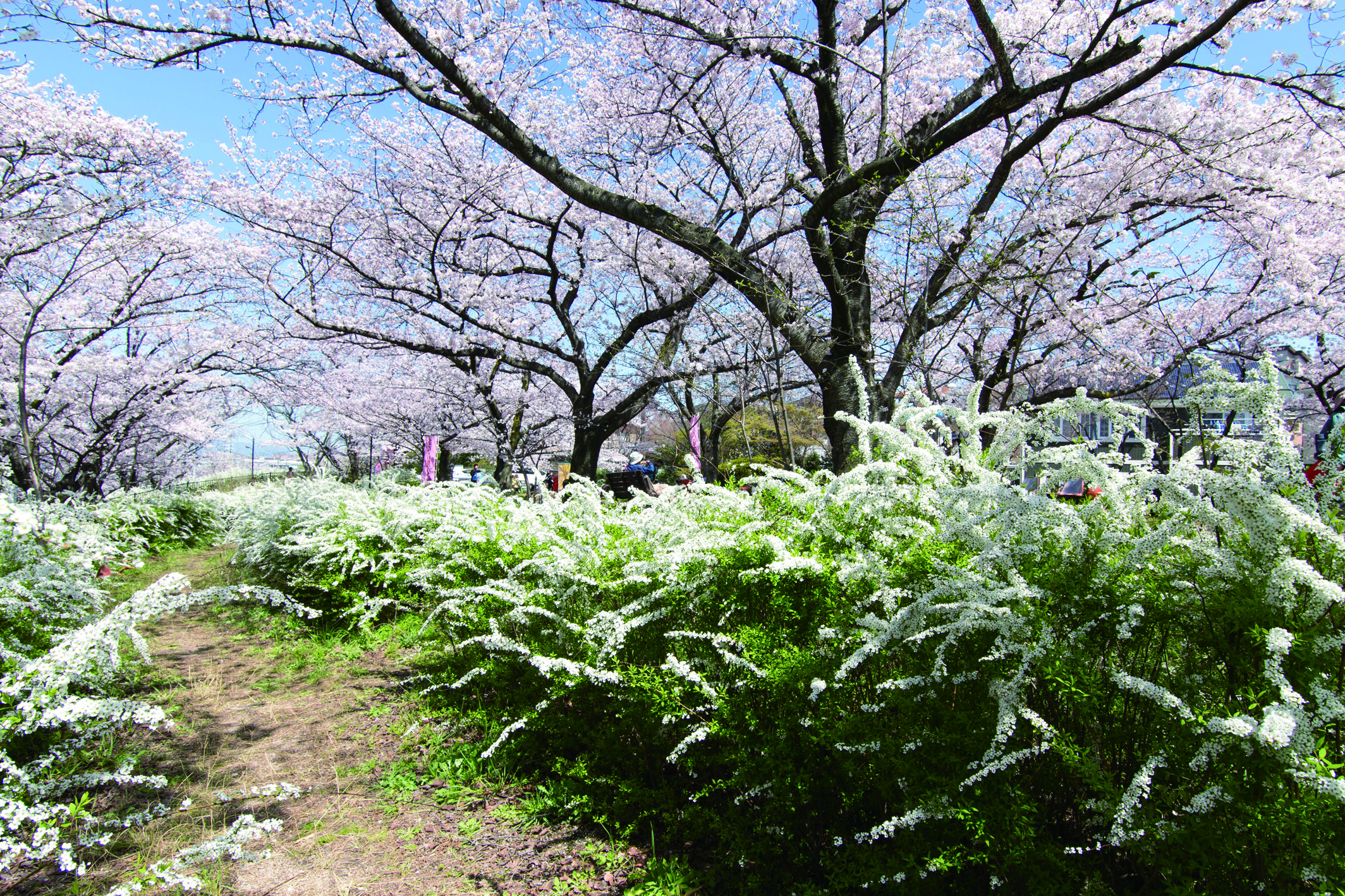 春には徒歩4分で妙見河原の桜の花見を楽しむ事ができます。