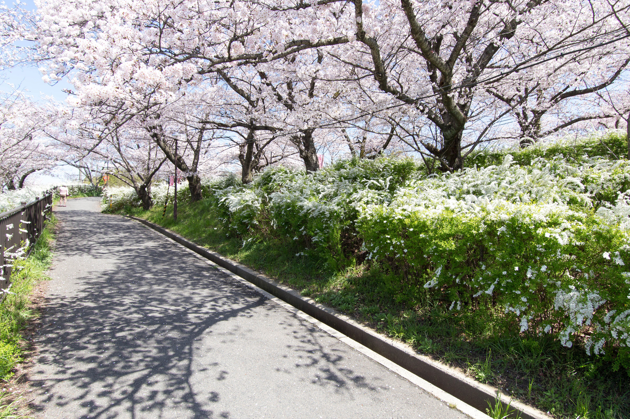 春には現地から徒歩16分で妙見河原の桜を見に行く事ができます。